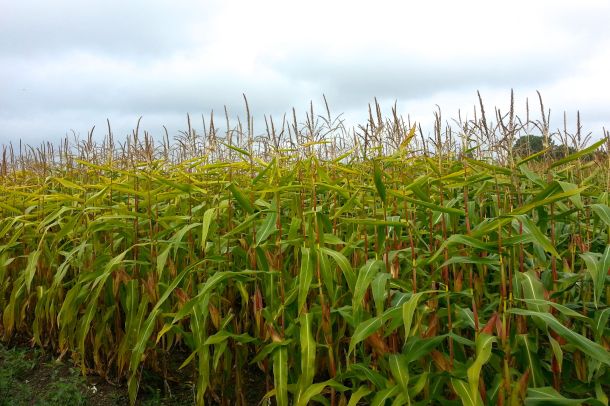 Thames Path Challenge for Barts Cancer Institute 05