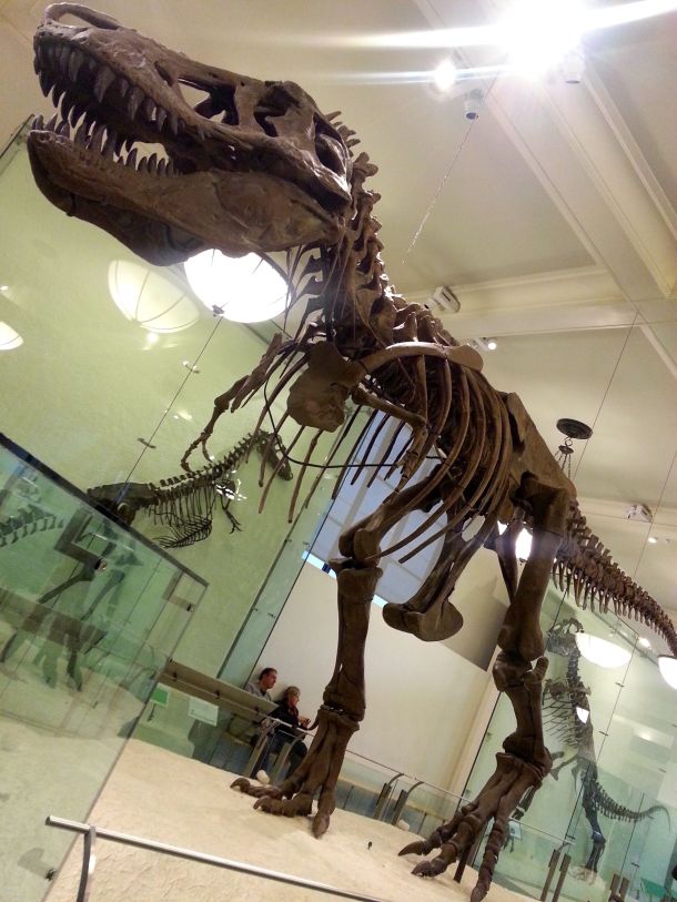 nyc american natural history museum trex skeleton