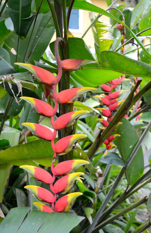 Call Me Katie - Rio de Janeiro Botanical Gardens - 11