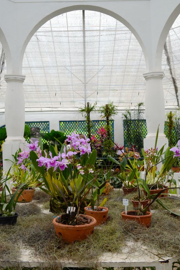 Call Me Katie - Rio de Janeiro Botanical Gardens - 18