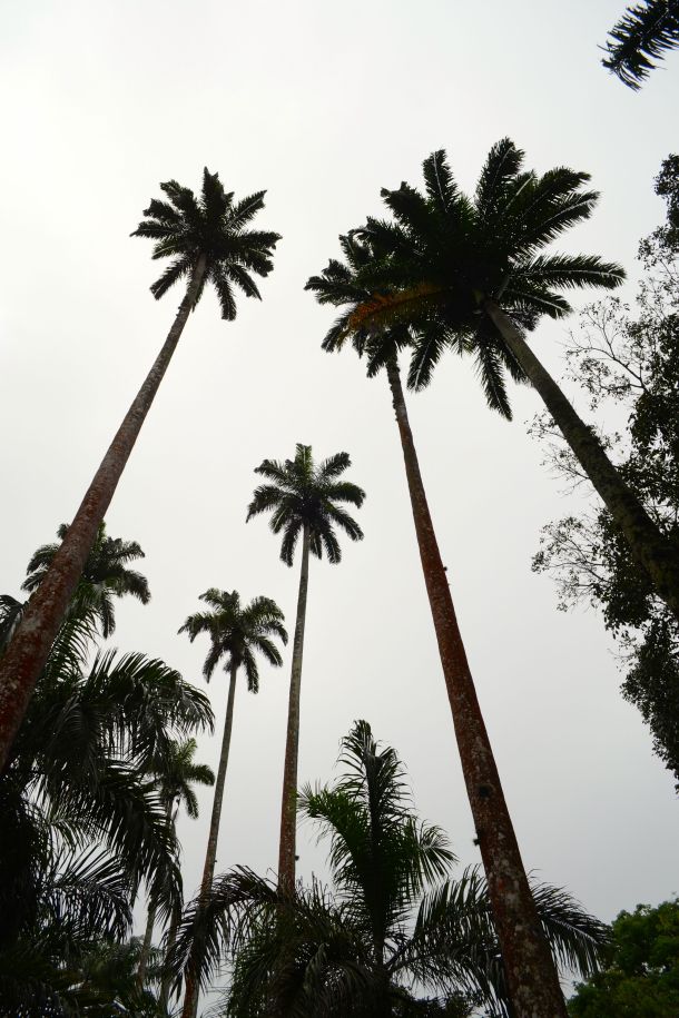 Call Me Katie - Rio de Janeiro Botanical Gardens - 26