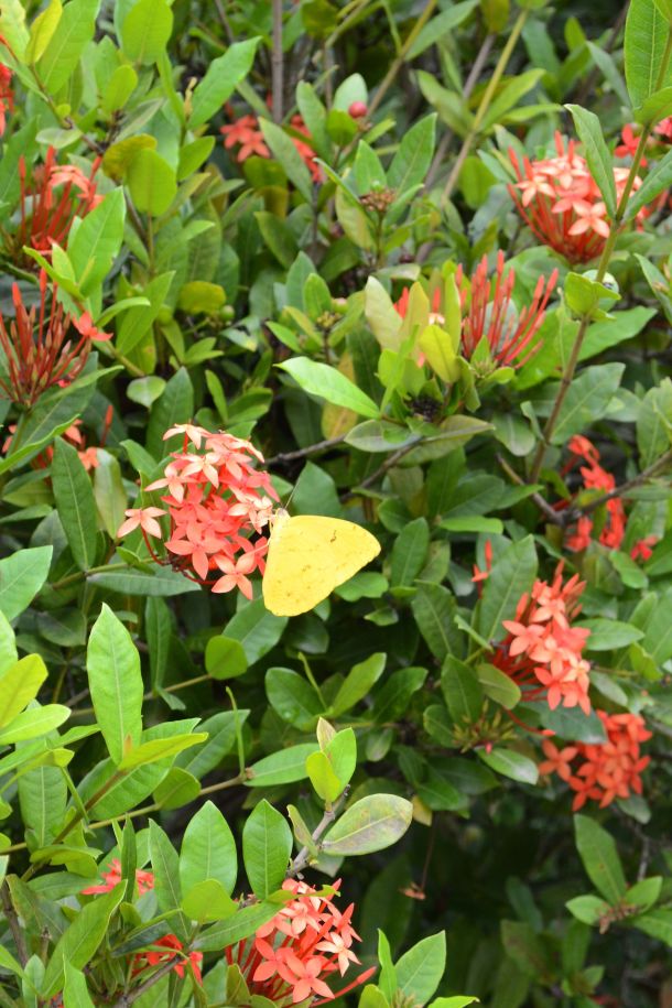 Call Me Katie - Rio de Janeiro Botanical Gardens - 31