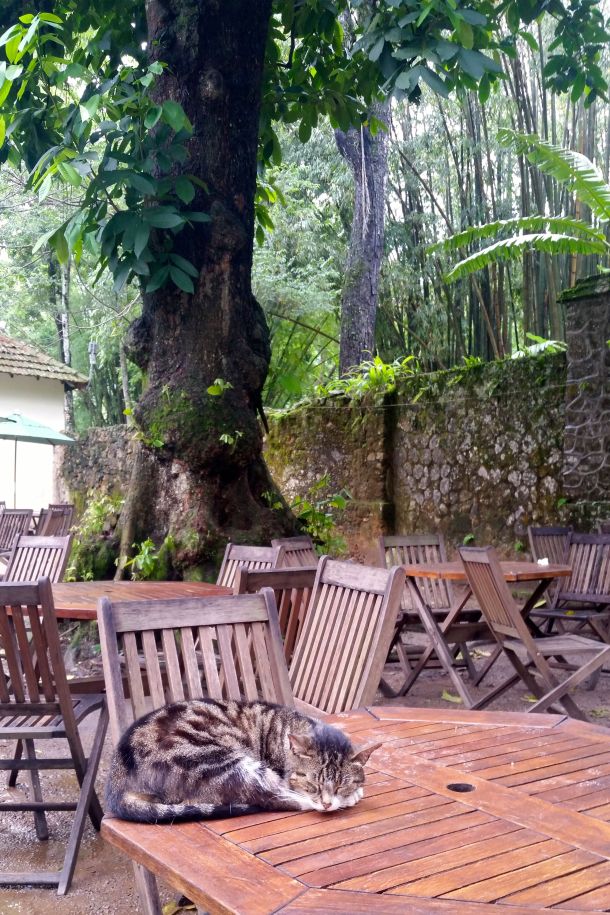 Call Me Katie - Rio de Janeiro Botanical Gardens - 38